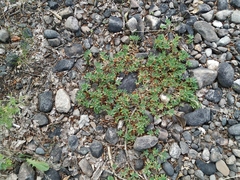 Trifolium eximium