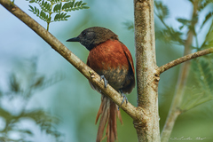 Synallaxis erythrothorax