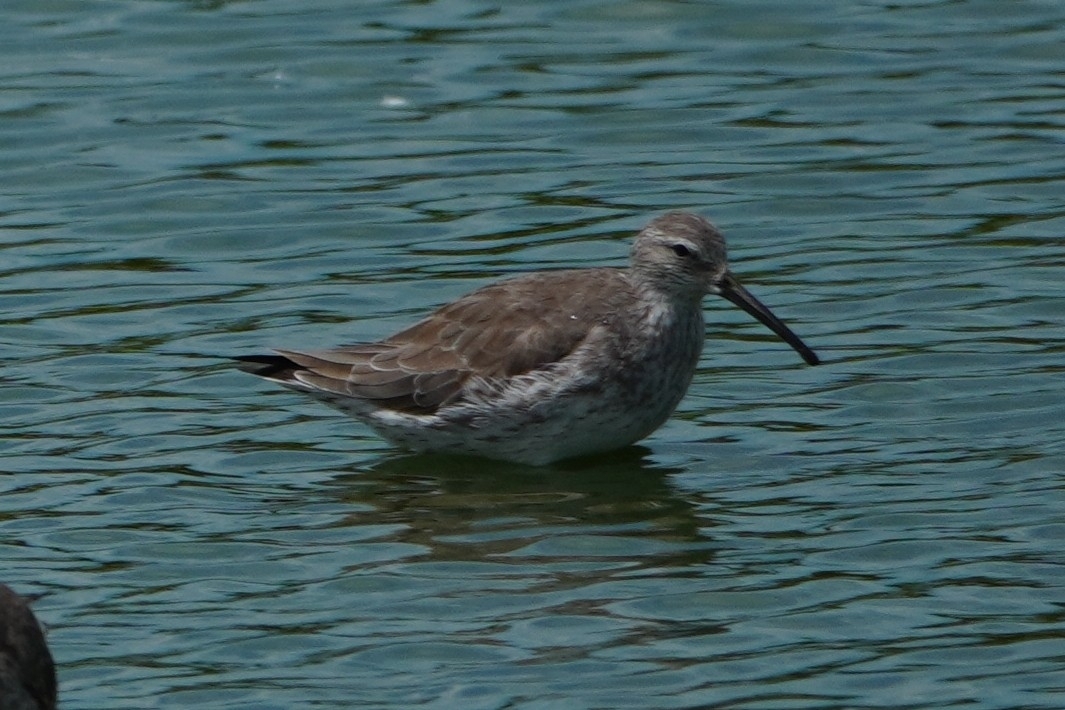 Stilt Sandpiper (Calidris himantopus)