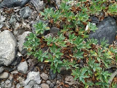 Trifolium eximium