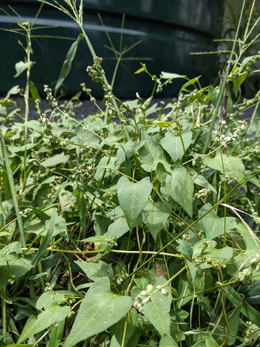 Foto de Corda-de-viola