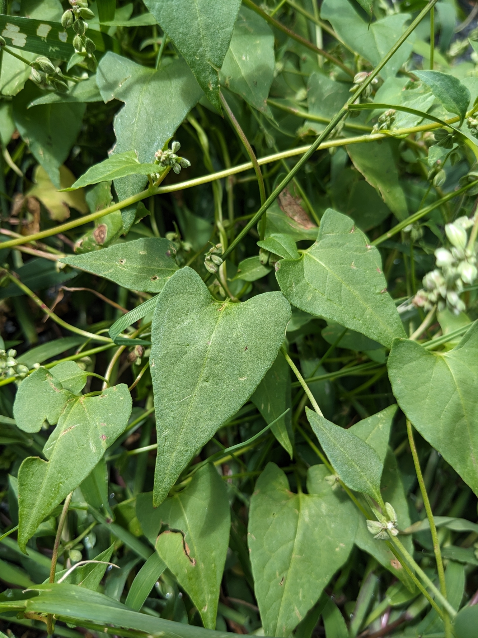Imagem de Corda-de-viola