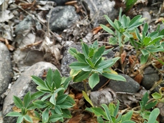 Trifolium eximium
