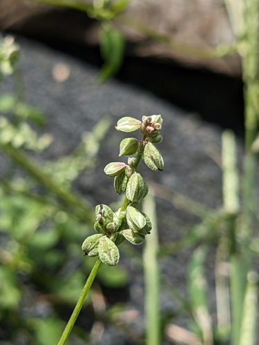 Foto de Corda-de-viola