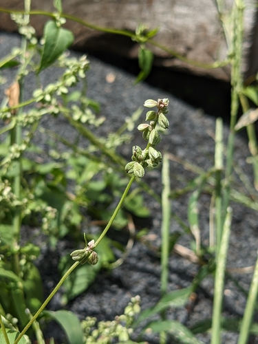 Foto de Corda-de-viola