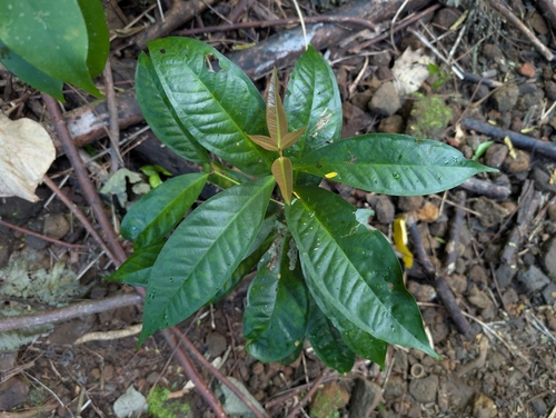Image of Syzygium malaccense by (c) Damien Wallace, some rights reserved (CC BY)