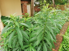 Clerodendrum indicum