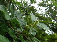 Schinus terebinthifolia