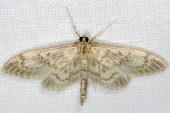 Anania lancealis