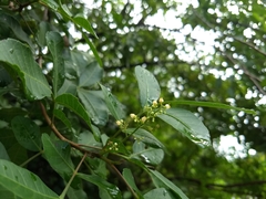 Schinus terebinthifolia