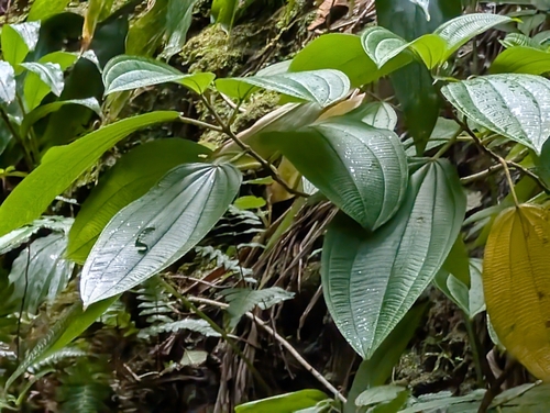 Image of Oxyspora paniculata by (c) Damien Wallace, some rights reserved (CC BY)