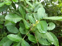 Schinus terebinthifolia