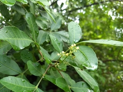 Schinus terebinthifolia
