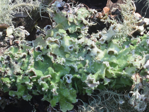 Speckled Greenshield (Flavopunctelia flaventior)
