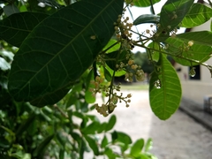 Schinus terebinthifolia