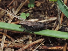 Tettigidea
