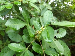 Schinus terebinthifolia