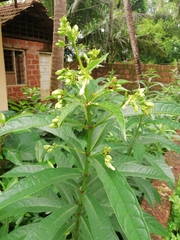 Clerodendrum indicum