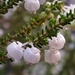 Erica formosa