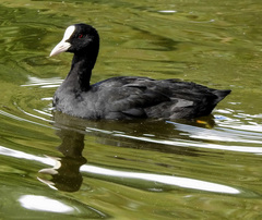 Fulica atra