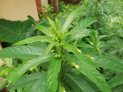 Clerodendrum indicum