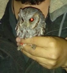 Psiloscops flammeolus
