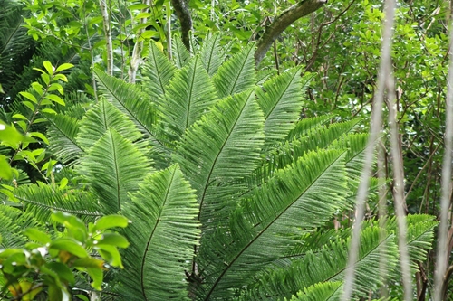 Araucaria columnaris