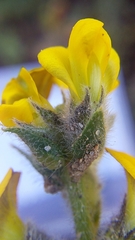 Lotononis involucrata