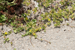 Potentilla biennis