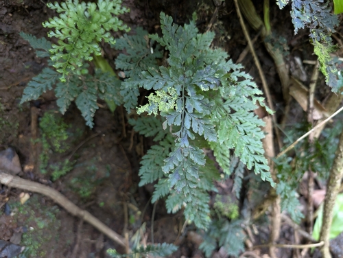 elegant bristle fern (Vandenboschia cyrtotheca)