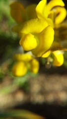 Lotononis involucrata