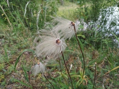Pulsatilla dahurica