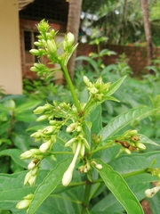 Clerodendrum indicum