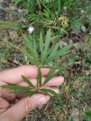 Pulsatilla dahurica
