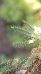 Lotononis involucrata