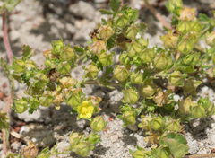Potentilla biennis