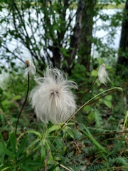 Pulsatilla dahurica