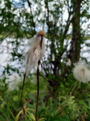 Pulsatilla dahurica