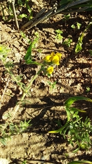 Lotononis involucrata