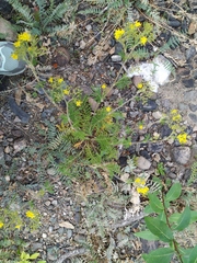 Potentilla chinensis
