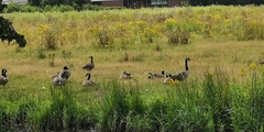 Branta canadensis