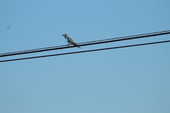 Coracias garrulus garrulus