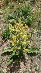 Verbascum lychnitis