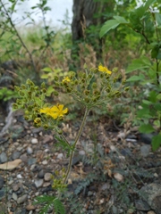 Potentilla chinensis