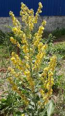 Verbascum lychnitis
