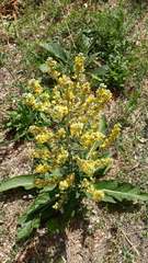 Verbascum lychnitis