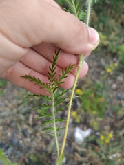 Potentilla chinensis