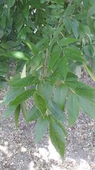 Fraxinus pennsylvanica