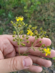 Potentilla chinensis