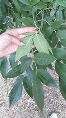 Fraxinus pennsylvanica